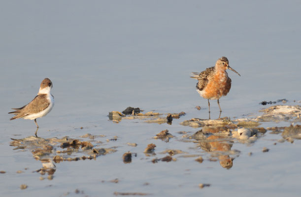 SICHELSTRANDLÄUFER, CURLEW SANDPIPER, CALIDRIS FERRUGINEA