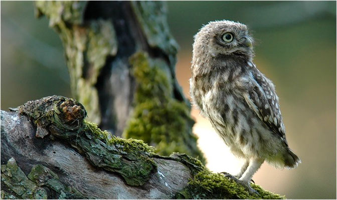 STEINKAUZ, LITTLE OWL , ATHENE NOCTUA