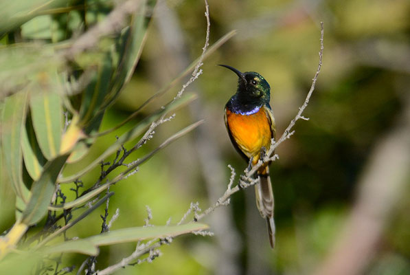 GOLDBRUSTNEKTARVOGEL, ORANGE-BREASTED SUNBIRD, ANTHOBAPHES VIOLACEA