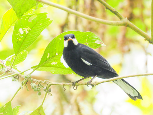 Schwarzklarino, Black Solitaire - Entomodestes coracinus