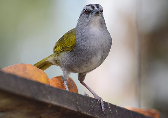 PANAMAAMMER, BLACK-STRIPED SPARROW, ARREMONOPS CONIROSTRIS