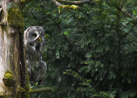BARTKAUZ, GREAT GREY OWL, STRIX NEBULOSA