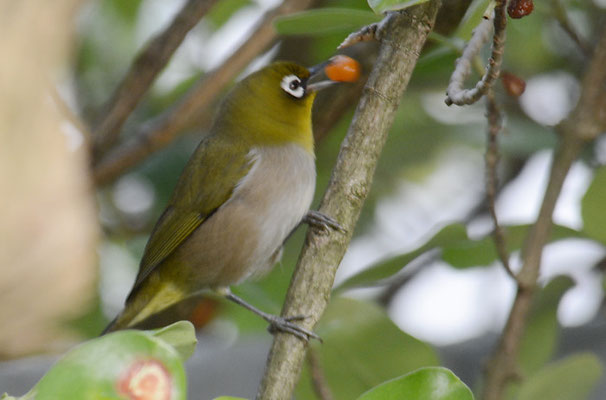 KAPBRILLENVOGEL, CAPE WHITE-EYE, ZOSTEROPS CAPENSIS