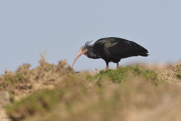 WALDRAPP, BALD IBIS, GERONTICUS EREMITA