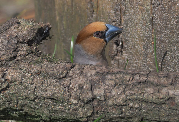KERNBEISSER, HAWFINCH, COCCOTHRAUSTES  COCCOTHRAUSTES