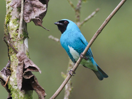 SCHWALBENTANGARE, SWALLOW TANAGER - TERSINA VIRIDIS