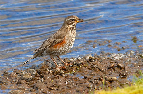ROTDROSSEL, REDWING, TURDUS ILIACUS