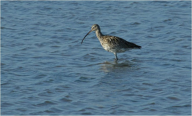 BRACHVOGEL, EURASIAN CURLEW, NUMENIUS ARQUATA