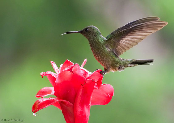 SCHUPPENBRUSTKOLIBRI, SCALY-BREASTED HUMMINGBIRD, PHAEOCHROA CUVIERII