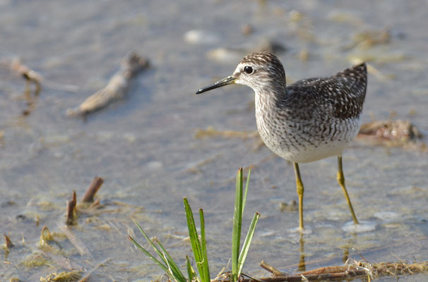 BRUCHWASSERLÄUFER, WOOD SANDPIPER, TRINGA GLAREOLA