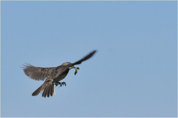 WIESENPIEPER, MEADOW PIPIT, ANTHUS PRATENSIS