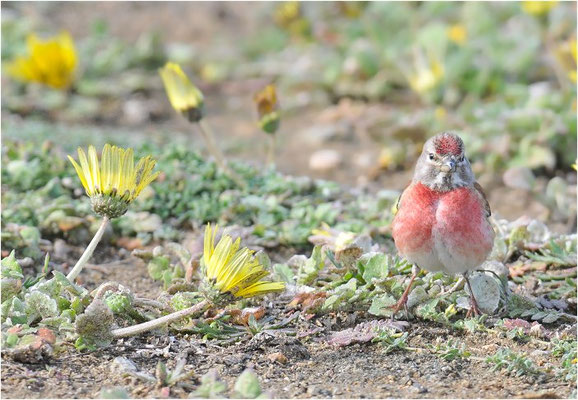HÄNFLING, LINNET, CARDUELIS CANNABINA