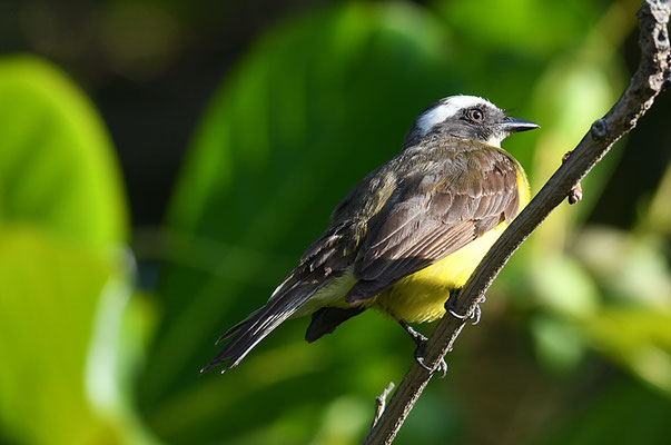 ROTKRONTYRANN, SOCIAL FLYCATCHER, MYIOZETETES SIMILIS 