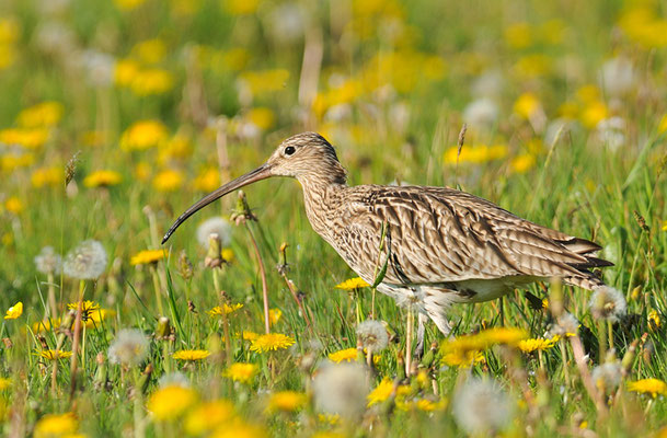 BRACHVOGEL, CURLEW, NUMENIUS ARQUATA