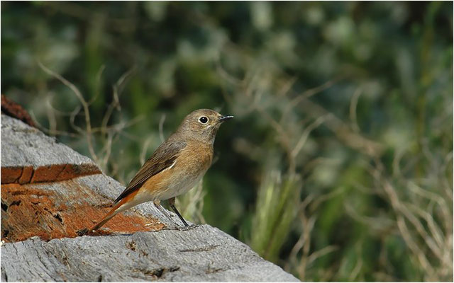 GARTENROTSCHWANZ, COMMON REDSTART, PHOENICURUS PHOENICURUS