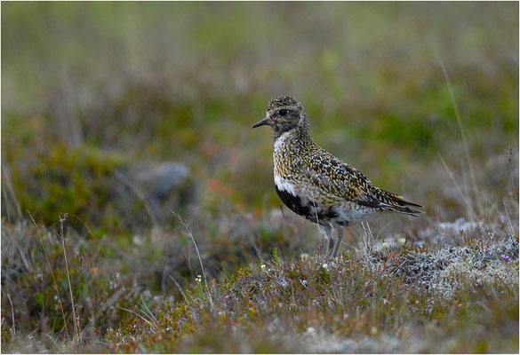 GOLDREGENPFEIFER, GOLDEN PLOVER, PLUVIALIS APRICARIA