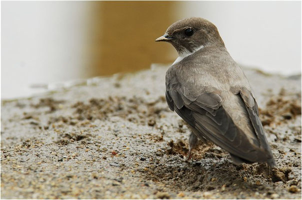 FELSENSCHWALBE, CRAG MARTIN,  PTYONOPROGNE RUPESTRIS