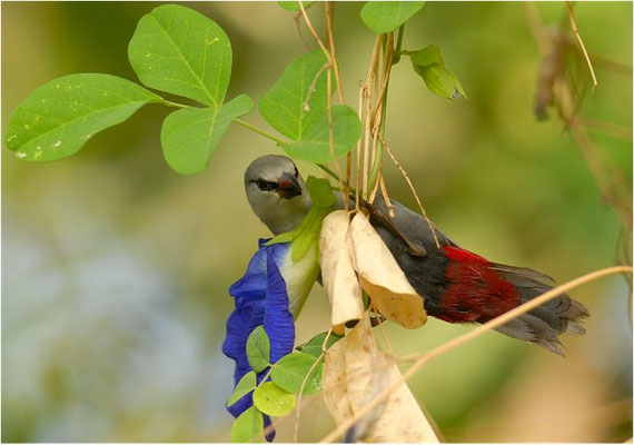 SCHÖNBÜRZELCHEN, LAVENDER WAXBILL, ESTRILDA CAERULESCENS