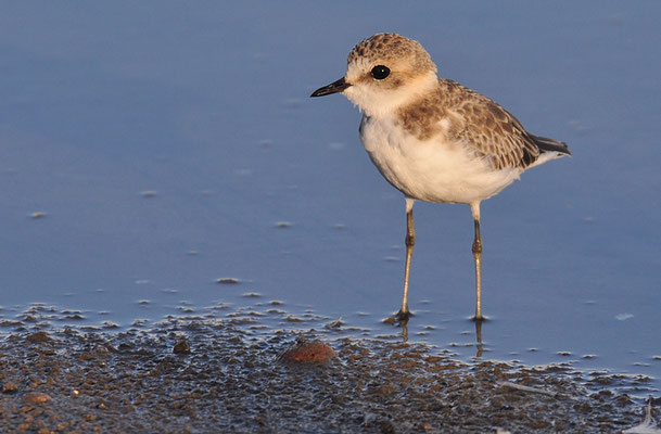 SEEREGENPFEIFER, KENTISH PLOVER, CHARADRIUS ALEXANDRINUS