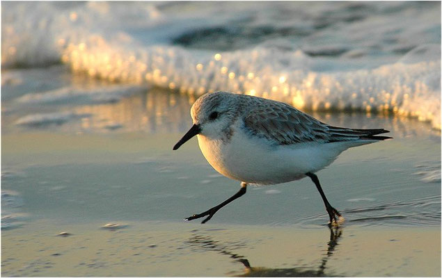 SANDERLING, SANDERLING, CALIDRIS ALBA