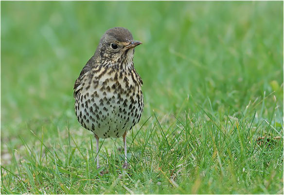 SINGDROSSEL, SONG TRUSH, TURDUS PHILOMELOS 