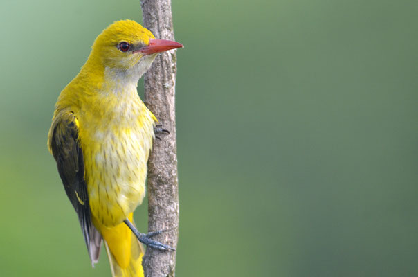 PIROL, GOLDEN ORIOLE, ORIOLUS ORIOLUS