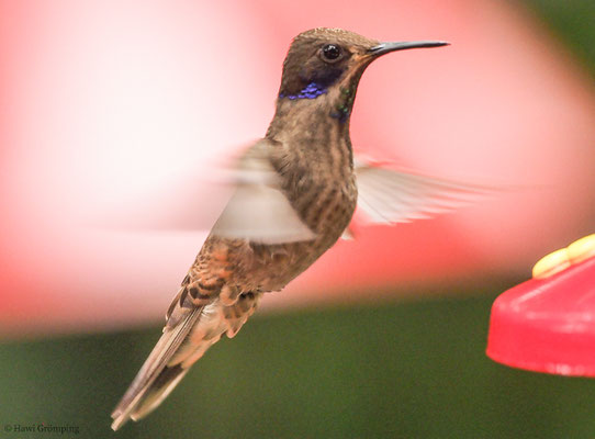 Brauner Veilchenohrkolibri, Brown violet-ear, Colibri delphinae