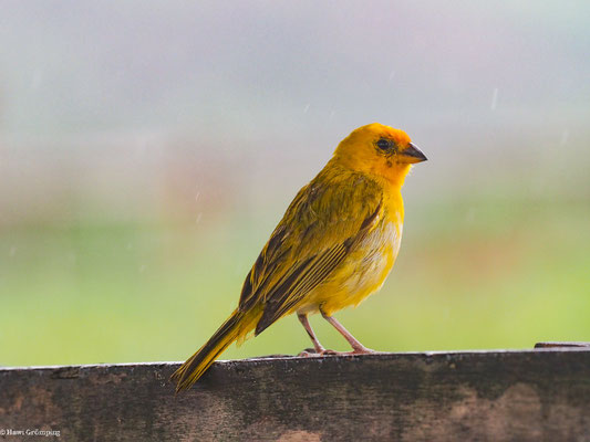 SAFRANAMMER, SAFFRON FINCH - SICALIS FLAVEOLA