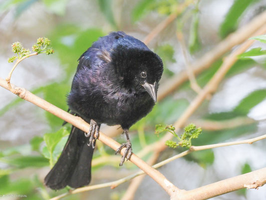 GLANZKUHSTÄRLING, SHINY COWBIRD - MOLOTHRUS BONARIENSIS
