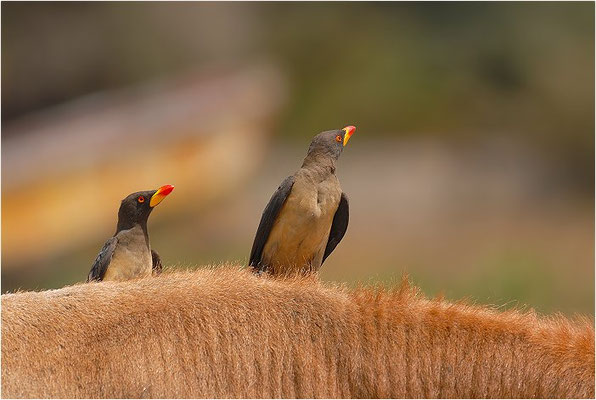 MADENHACKER, YELLOW-BILLED OXPECKER, BUPHAGUS AFRICANUS