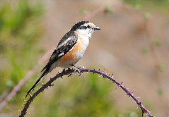 MASKENWÜRGER, MASKED SHRIKE, LANIUS NUBICUS