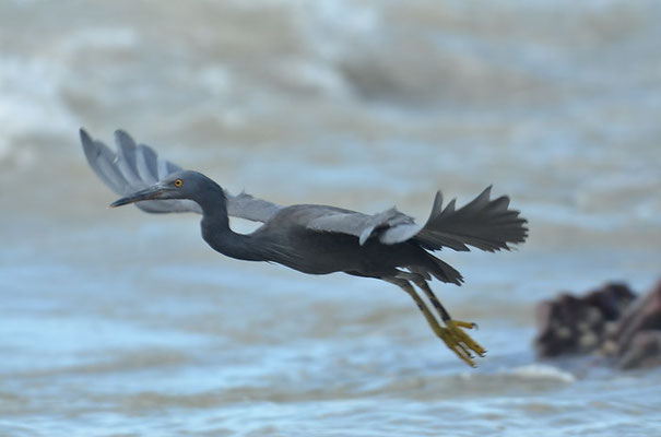 RIFFREIHER, PACIFIC REEF EGRET, EGRETTA SACRA