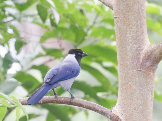 Hyazinthblaurabe, violaceous Jay - cyanocorax violaceus