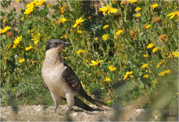 HÄHERKUCKUCK, GREAT SPOTTED CUCKOO, CLAMATOR GLANDARIUS