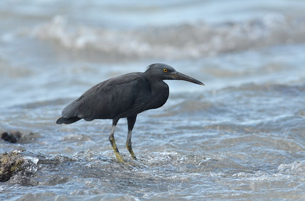 RIFFREIHER, PACIFIC REEF EGRET, EGRETTA SACRA