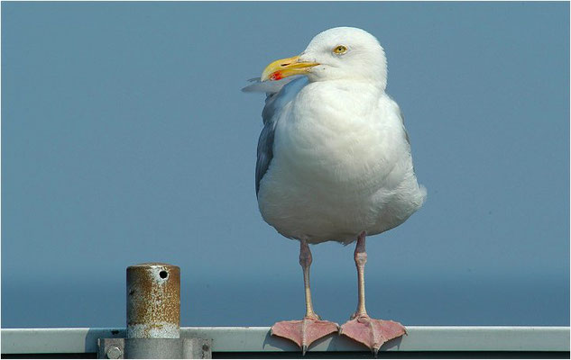 SILBERMÖWE, HERRING GULL, LARUS ARGENTATUS