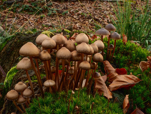 Buntstieliger Helmling - Mycena inclinata