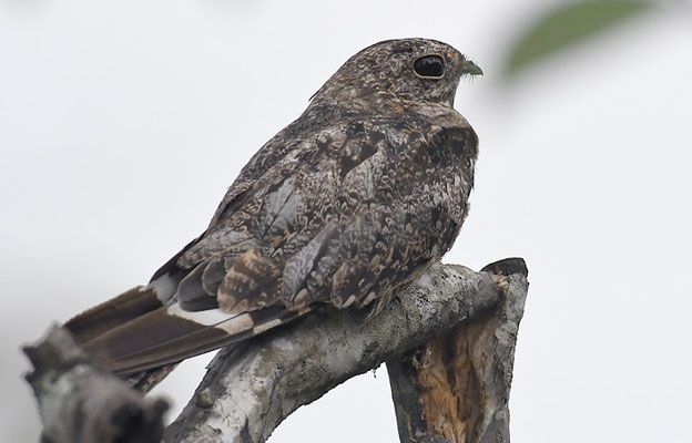 TEXAS-NACHTSCHWALBE, LESSER NIGHTHAWK,CHORDEILES ACUTIPENNIS