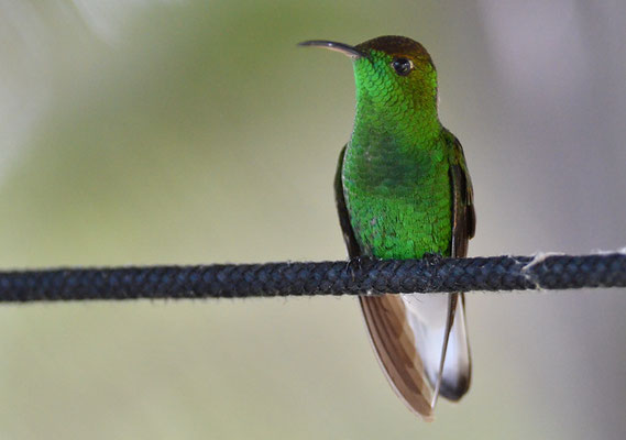 BRONZEKOPF-ELVIRAKOLIBRI, COPPERY-HEADED EMERALD, ELVIRA CUPREICEPS