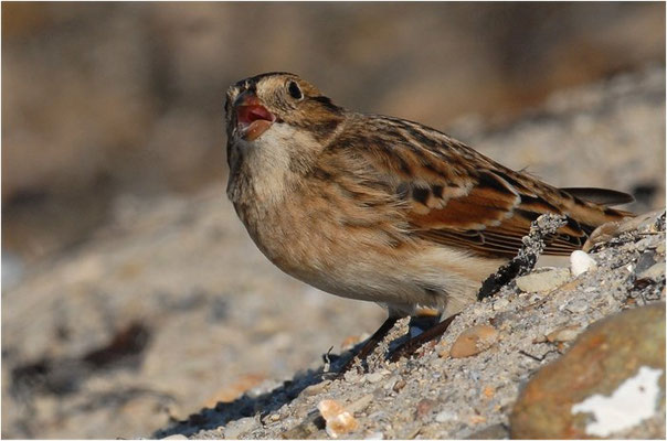 SPORNAMMER, LAPLAND BUNTING, CALCARIUS LAPPONICUS
