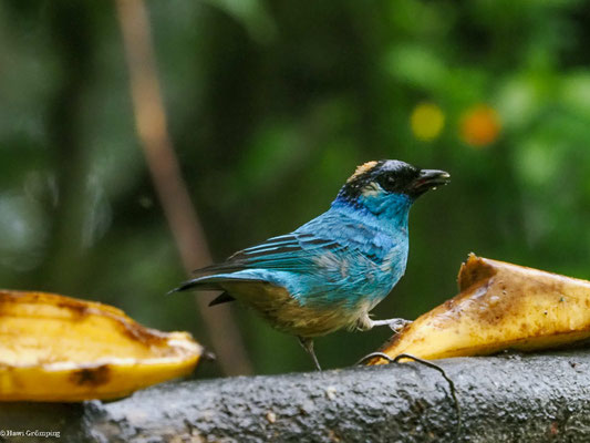 GOLDNACKENTANGARE, GOLDEN-NAPED TANAGER - TANGARA RUFICERVIX