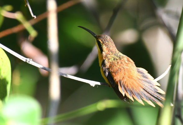 ROTER ZWERGSCHATTENKOLIBRI, REDDISH HERMIT, PHAETORNIS RUBER 