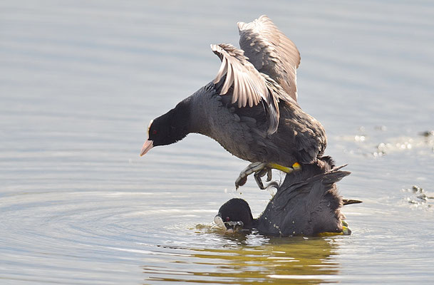 BLÄSSRALLE, EURASIAN COOT, FULICA ATRA 