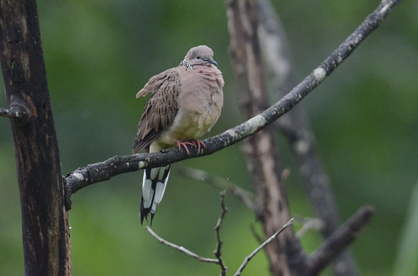 PERLHALSTAUPE, SPOTTED DOVE, STREPTOPELIA CHINENSIS