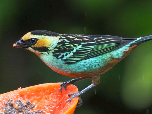 GOLDOHRTANGARE, GOLDEN-EARED TANAGER - TANGARA CHRYSOTIS