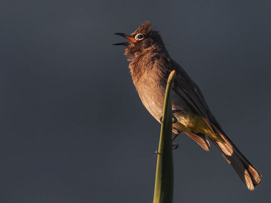 Kapbülbül, cape bulbul, pycnonotus capensis
