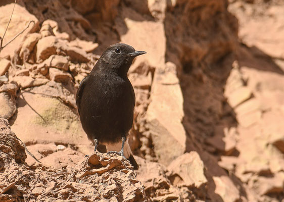TRAUERSTEINSCHMÄTZER, BLACK WHEATEAR, OENANTHE LEUCURA