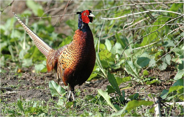 FASAN, COMMON PHEASANT, PHASIANUS COLCHICUS