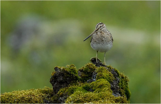 BEKASSINE, COMMON SNIPE, GALLINAGO GALLINAGO