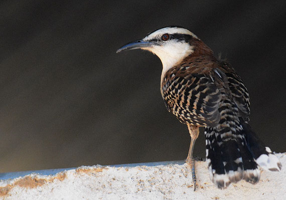 ROTNACKENZAUNKÖNIG, RUFOUS-NAPED WREN, CAMPYLORHYNCHUS RUFINUCHA